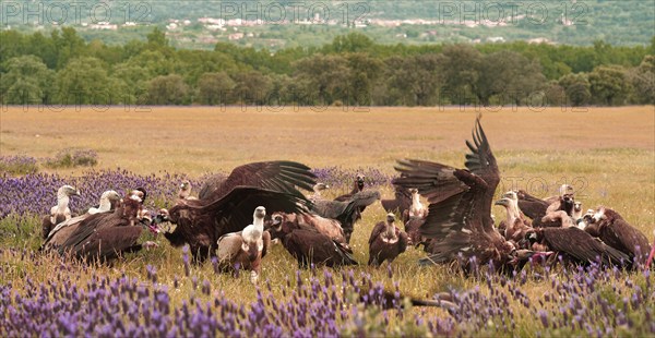 Cinereous vulture (Aegypius monachus) and griffon vulture (Gyps fulvus) at Luderplatz, Castilla y