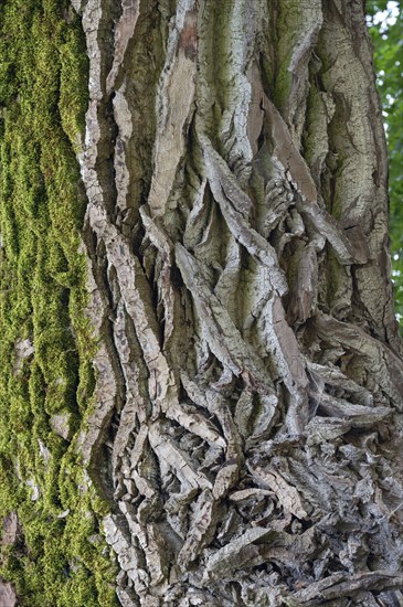 Bark of a black poplar (Populus nigra), close up, Bayer, Germany, Europe