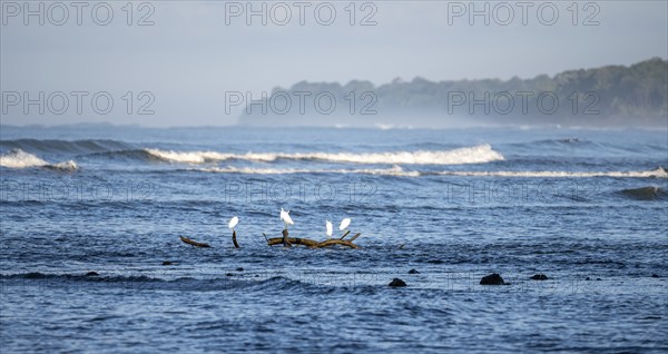 Snowy egret (Egretta thula) sitting on a branch in the sea, coastal landscape, Corcovado National