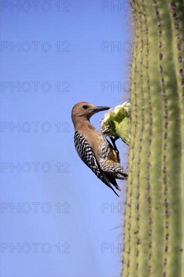 Gila woodpecker (Melanerpes uropygialis), adult, male, on Saguaro cactus flower, foraging, Sonoran