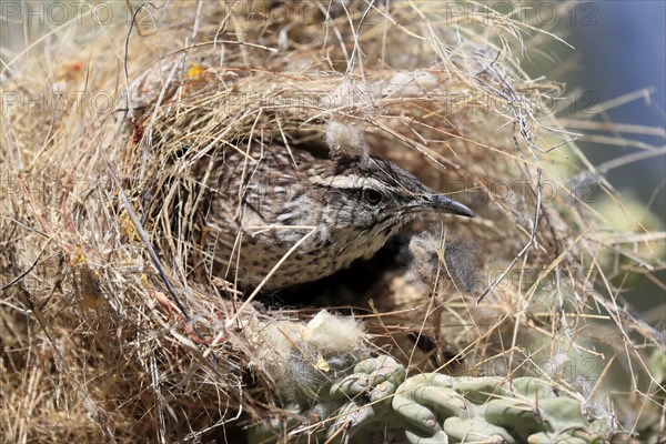 Cactus wren (Campylorhynchus brunneicapillus), adult, on cactus, in nest, looking out of nest,