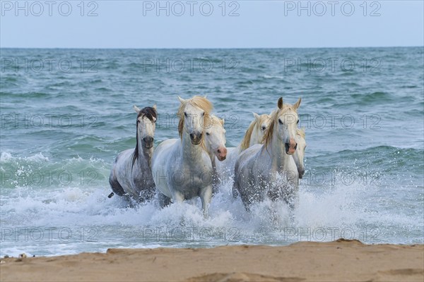 White Camargue horses galloping through the surf on the beach, dynamic and powerful scene,