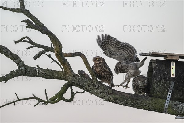 Little owls (Athene noctua), Emsland, Lower Saxony, Germany, Europe