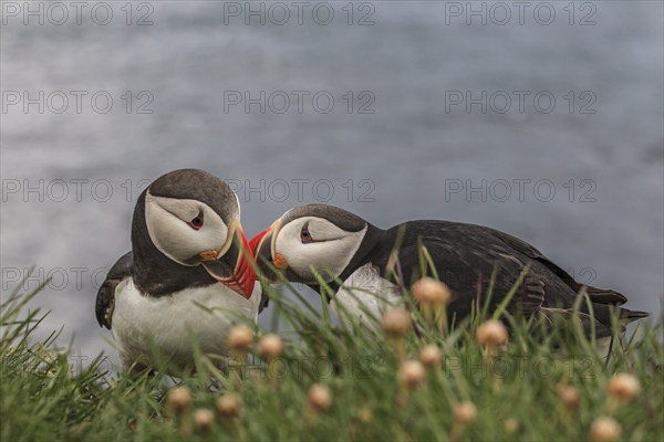 Two puffin (Fratercula arctica) touching each other with their beaks, Latrabjarg, Westfjords,