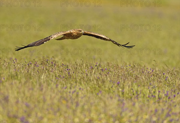 Young Spanish imperial eagle (Aquila adalberti), in flight, early morning, central Spanish steppe,