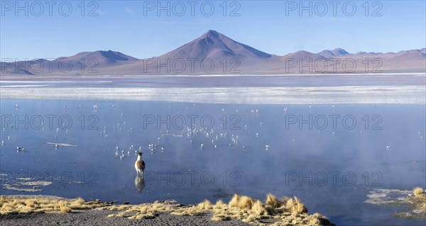 Llama (Lama glama), standing in the warm waters of Laguna Colorada, Reserva Nacional de Fauna