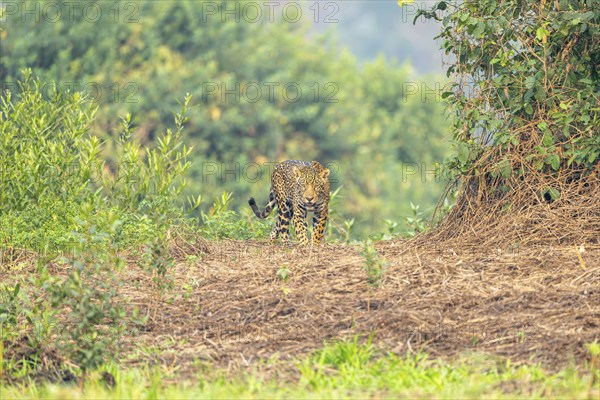 Jaguar (Panthera onca), running on the bank, North Pantanal, Corumbá, Paiaguás, Mato Grosso do Sul,