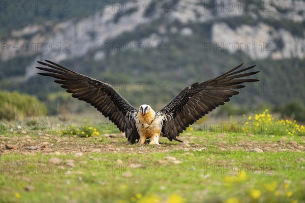 Bearded Vulture (Gypaetus barbatus) adult bird in flight with mountains in the backround, Pyrenees,