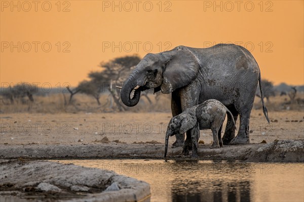 African elephant (Loxodonta africana), mother with young, drinking at a waterhole, at sunset, Nxai