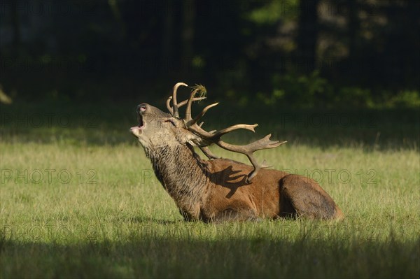 Red deer (Cervus elaphus) male lying in a meadow at the edge of the woods roaring, Germany, Europe