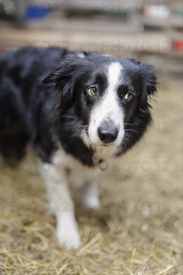 Bordercolli, herding dog in a sheepfold on the North Sea island of Borkum, 18/05/2024