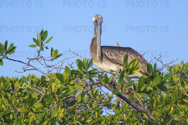 Brown pelican (Pelecanus occidentalis) Brown pelican sitting on bush of Red mangrove (Rhizophora