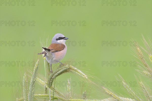 Red-backed shrike (Lanius collurio), male sitting in a grain field, barley (Hordeum vulgare),