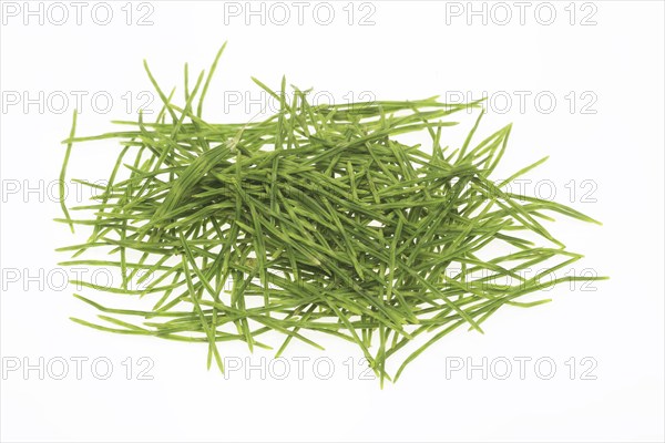 Medicinal plant, Equisetum arvense, the field horsetail or horsetail