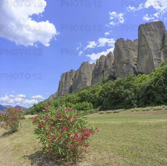 Blooming rhododendron and behind it conglomerate rock Les Pénitents, Les Mées,