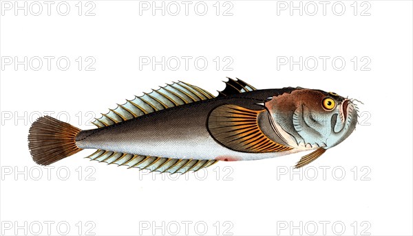 Fish, Fish, Fish from the order of the skygazers, Uranoscopus scaber, Skygazer, Atlantic stargazer,