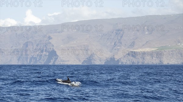 Bottlenose dolphin (Tursiops truncatus), dolphin, off the coast, La Gomera, Canary Islands, Spain,