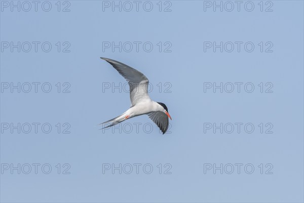 Common tern (Sterna hirundo) hovering over a marsh. Bas Rhin, Alsace, France, Europe