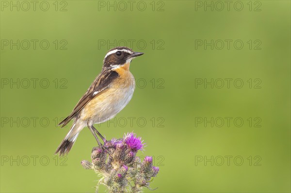 Whinchat (Saxicola rubetra), male standing on marsh thistle (Cirsium palustre), songbirds, animals,