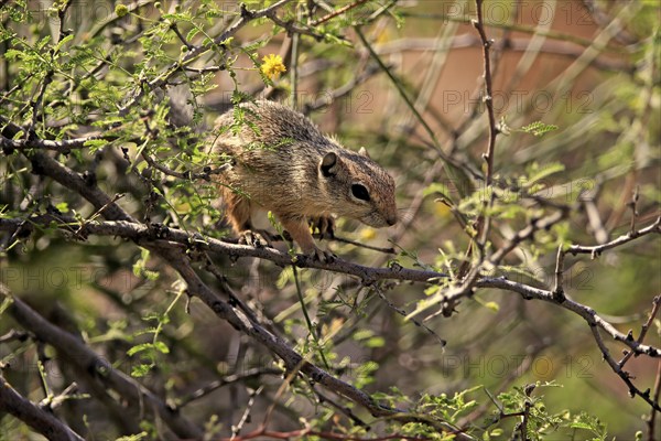 Antelope gopher, (Ammospermophilus harrisii), adult, on tree, foraging, Sonoran Desert, Arizona,