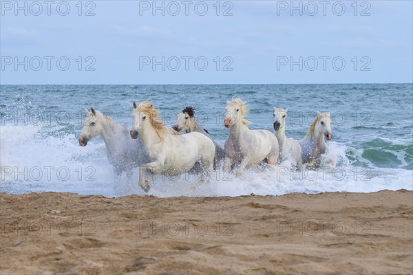 White Camargue horses gallop through the shallow water by the sea along a sandy beach, Camargue,