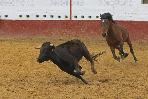 Andalusian hunts bull, bullring