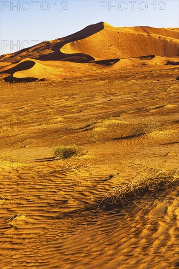 Wind-sculpted curved sand dunes in the evening light, in the Rub al Khali desert, Dhofar province,