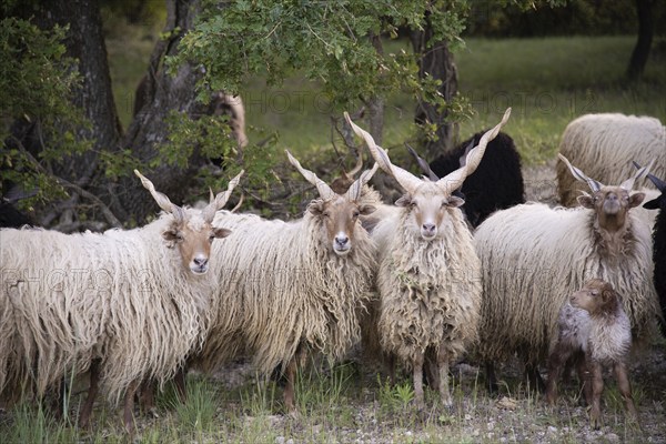 Racket sheep (Ovis aries strepsiceros Hungaricus) in Provence, France, Europe