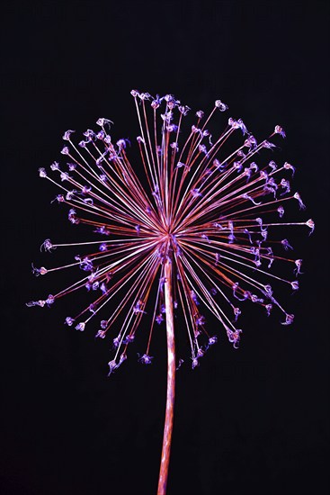 Flower ball of a faded ornamental allium, slightly processed, Bavaria, Germany, Europe