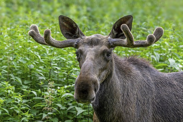 Moose, elk (Alces alces) close-up portrait of bull, male with small antlers covered in velvet in