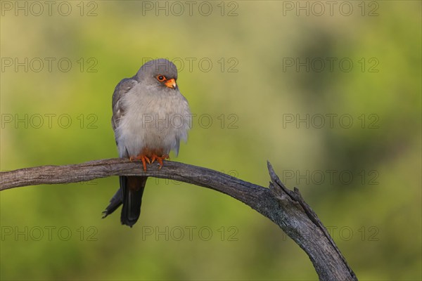 Red-footed Falcon, (Falco vespertinu), perching station, falcon family, Tower Hide, Tiszaalpár,
