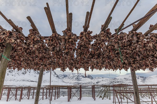 Dried fish, skrei, traditional fishing, winter, Moskenesoya, Lofoten, Norway, Europe