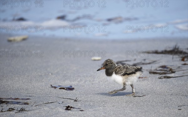 Oystercatcher chicks on the beach of Heligoland, Germany, Europe