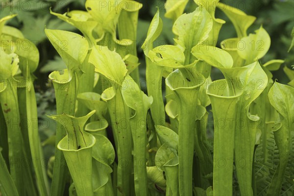 Yellow pitcherplant (Sarracenia flava) carnivorous plant, Vogelpark Walsrode, Lower Saxony,