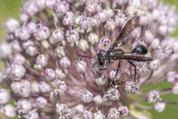 Mexican isodont (Isodontia mexicana) looking for pollen on a pink flower Bas rhin, Alsace, grand