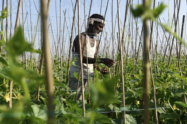 Farmer working in a cucumber agriculture farm, during country-wide strike by farmers, in Barpeta,