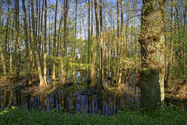 Alluvial forest at Kirchwerder Mühlendamm, an old bird sanctuary in the Zollenspieker nature