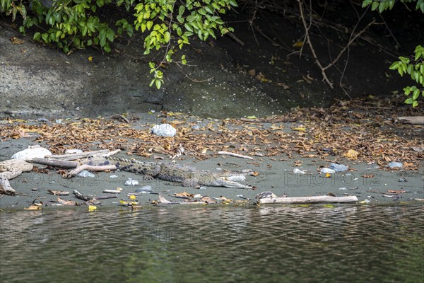 Spectacled caiman (Caiman crocodilus) with open mouth, lying in the sand at the water's edge, in