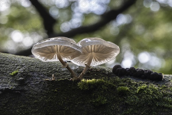 Ringed beech slime moulds (Oudemansiella mucida), Emsland, Lower Saxony, Germany, Europe