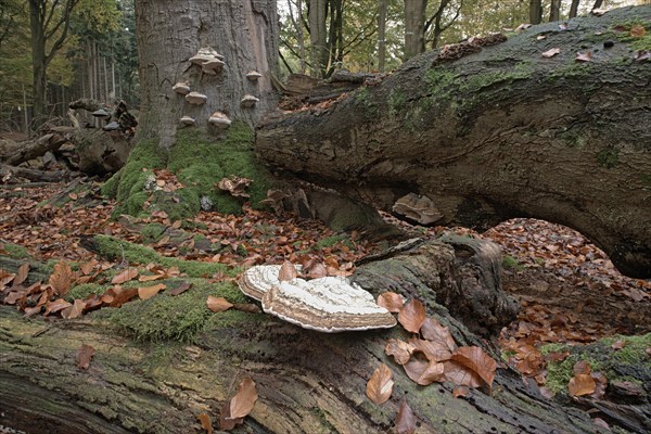 Tinder fungus (Fomes fomentarius) on beech deadwood, Emsland, Lower Saxony, Germany, Europe