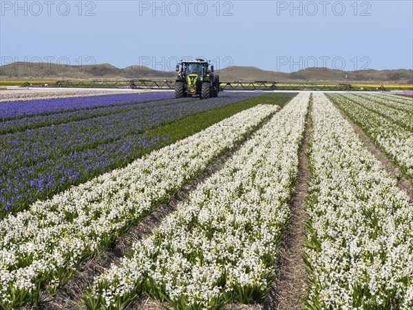 Hyacinth field in flower (Hyazinthus), plants grown as a commercial crop for their bulbs, being