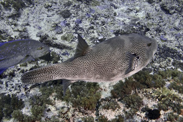 Giant pufferfish (Arothron stellatus) swimming in the sea over corals, dive site SD, Nusa Ceningan,