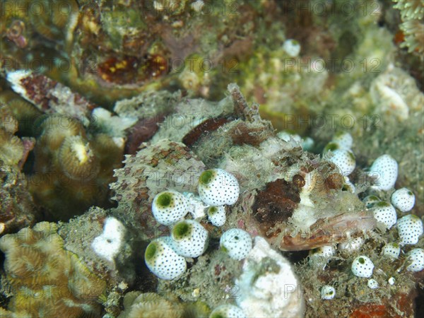 A camouflaged fish with white and colourful spots, Papuan scorpionfish (Scorpaenopsis papuensis),