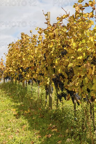 Vines with red grapes in autumn, Southern Palatinate, Palatinate, Rhineland-Palatinate, Germany,
