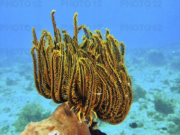 Yellow Feather Star, Bushy feather star, Variable feather star (Comaster schlegelii), shines in the