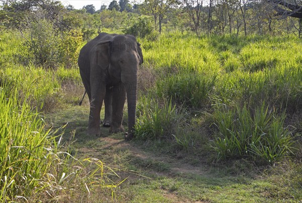 Sri Lanka Elephant or Ceylon Elephant (Elephas maximus maximus), Hurulu Eco-Park or Eco-Park, North