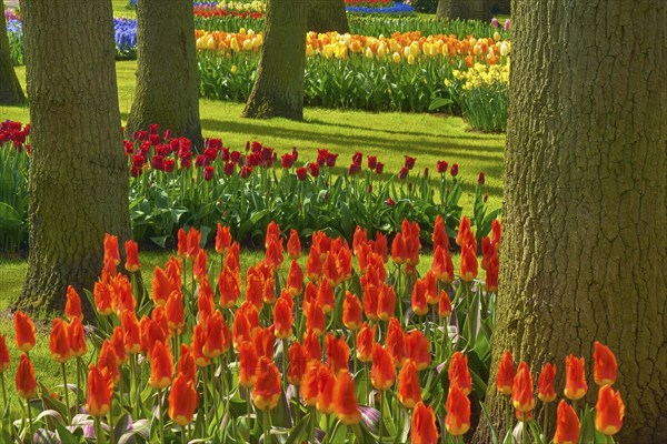 Blooming tulips (Tulipa) in different colours in a park with trees and green meadow, spring,
