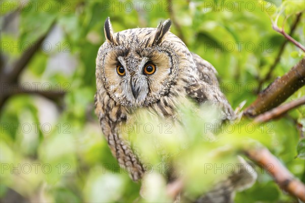 Long-eared owl (Asio otus), or lesser horned owl, sitting on a branch, captive, Pyrenees,