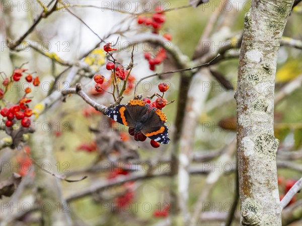 Red Admiral (Vanessa atalanta), butterfly perched on a Rowan tree branch, sunbathing in autumn