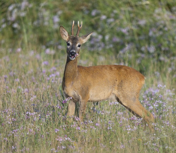 Roe deer (Capreolus capreolus), roebuck standing in a meadow and eating, grazing on clover